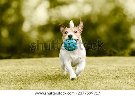 Happy dog playing with a pet toy ball training to fetch and retrieve objects  Royalty-Free Stock Photo #2377599917