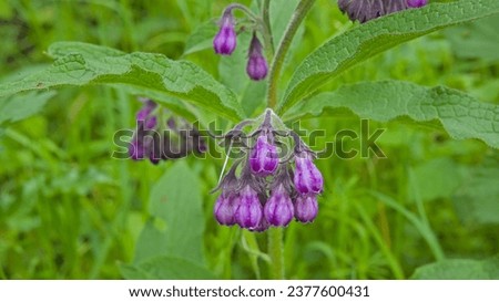Macro of purple flowers of comfrey herb selective focus with green bokeh background - Symphytum officinale Royalty-Free Stock Photo #2377600431