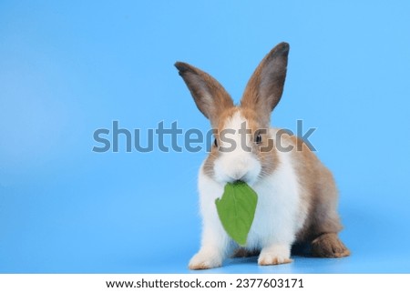 A healthy Lovely baby bunny easter fluffy brown rabbit eating food, green vegetables, on white blue nature background. selective focus. Animal, rabbit food, healthy lifestyle concept.