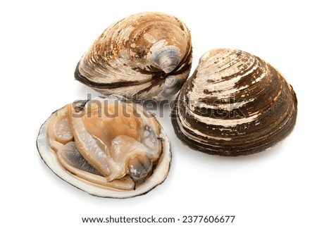 raw surf clams on white background