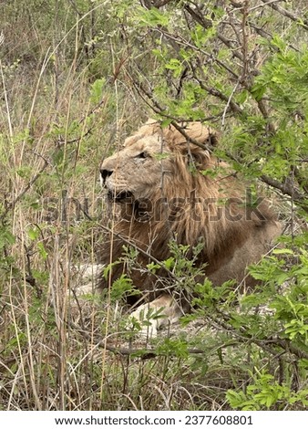 Lion resting in african savanna