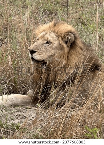 Lion resting in african savanna