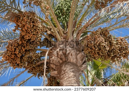 Phoenix dactylifera, Date palm with bunches of ripe dates. Royalty-Free Stock Photo #2377609207