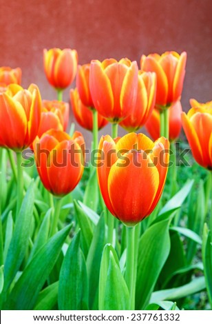 Orange Tulips against red background.