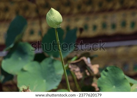 Lotus growing in a the lake background.