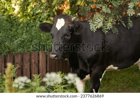 A black cow grazes near a fence with trees on a bright sunny day. Summer rural landscape close-up. High quality photo