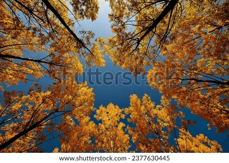 Yellow trees in the autumn forest