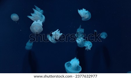 JAKARTA, INDONESIA - OCTOBER 2, 2023. The extraordinary sight of jellyfish in the conservation area of Jakarta Aquarium and Safari.