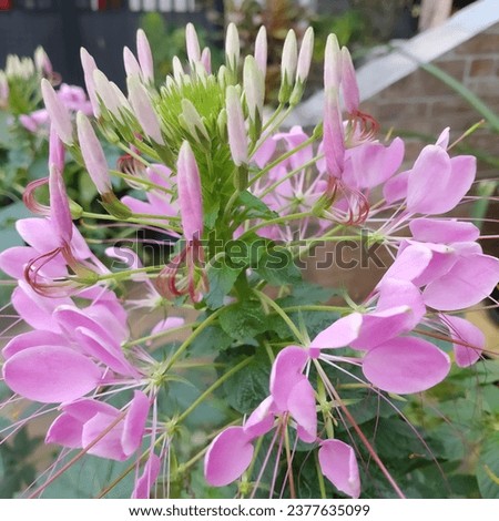 This picture is of the cleome flower, commonly known as the spider flower because of its unique shape like a spider's web