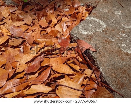 Magelang 20 October 2023 - The background of dry golden leaves illuminated by the morning sun very well, very calm and pleasant