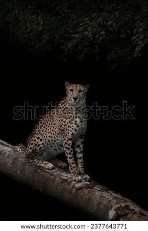 Fine Art picture of Cheetah, in color with grainy