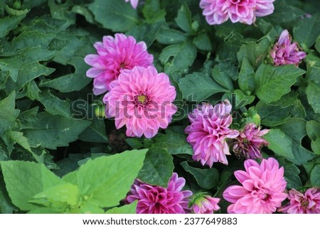 A single, bright pink purple dahlia flower with long, pointy petals and a yellow center filled with pollen.