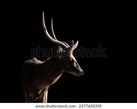 Fine Art picture of Deer, in color with grainy