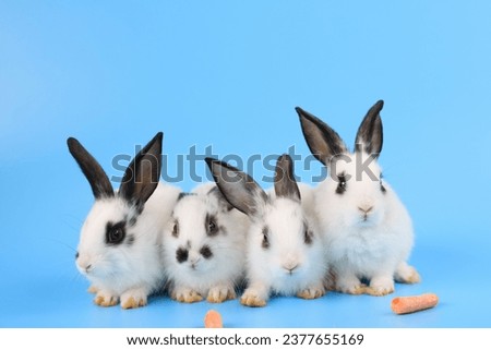 A white bunny easter rabbit stands up on two legs, running around and sniffing, looking around, on blue screen. Symbol of easter festival animal.