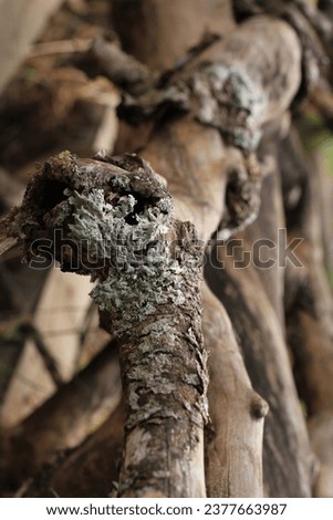 old dead tree trunk in the forest