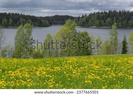 
Rain clouds over the lake on spring day. Trees on lake shore, and meadow with yellow dandelions in foreground