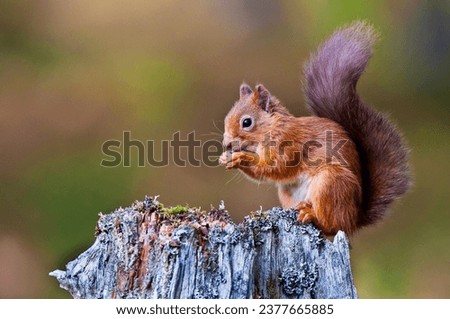 Red Squirrel feeding on hazelnuts