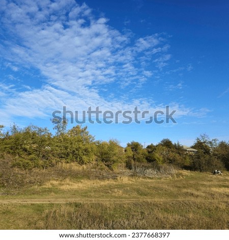 A field with trees and a blue sky
