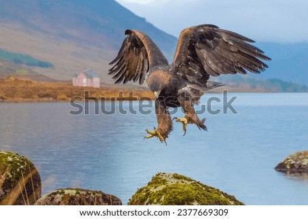 Golden Eagle landing on rock Royalty-Free Stock Photo #2377669309