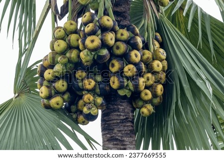 Picture of a palm tree with hanging palm. close up shot