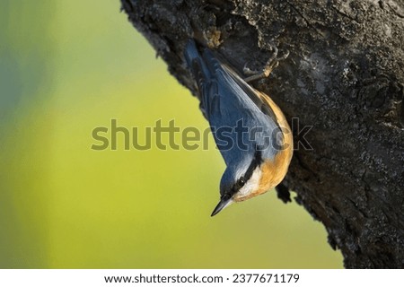 Side view closeup of adorable Eurasian nuthatch songbird sitting on broken tree trunk on sunny day in green forest