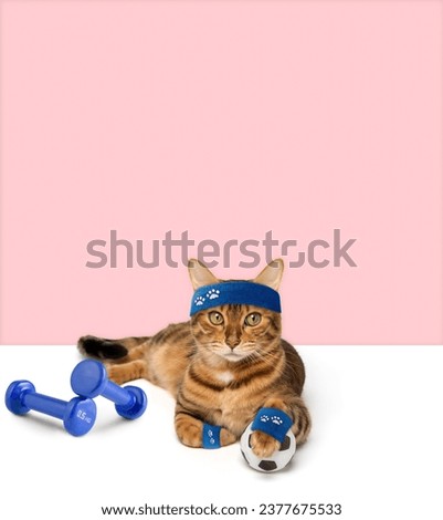 The cat is a fitness trainer, a sports cat with dumbbells and a ball lies on the table. Copy space.