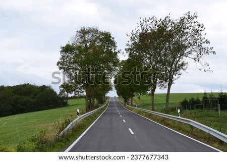 rural steep avenue in autumn