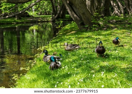 Wild ducks on the lake