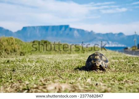 Turtle view from table mountain