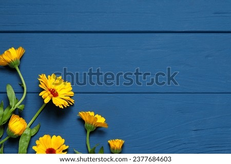 Beautiful fresh calendula flowers on blue wooden table, flat lay. Space for text
