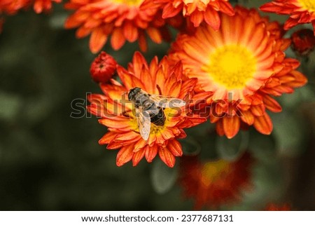 A macro picture while a bee gathered pollen from orange flowers. Bees are very hardworking insects. Autumn flowers.
