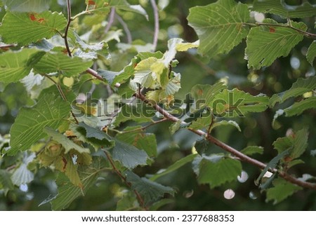 Corylus avellana with fruits grows in August. Corylus avellana, the common hazel, is a species of flowering plant in the birch family Betulaceae. Berlin, Germany Royalty-Free Stock Photo #2377688353