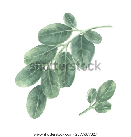 Green Leaves set vector illustration. Hand drawn graphic clip art on white isolated background. Watercolor drawing of moringa leaf. Painting of oleifera herb. Sketch of tropical plant