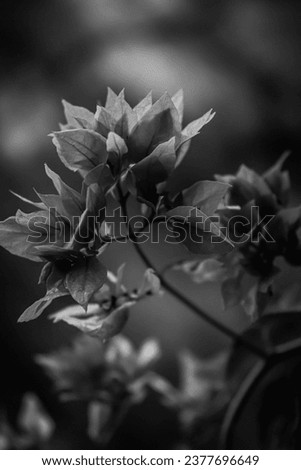 Beautiful orange bougainvillea flowers blooming in the garden, charming, black and white photo