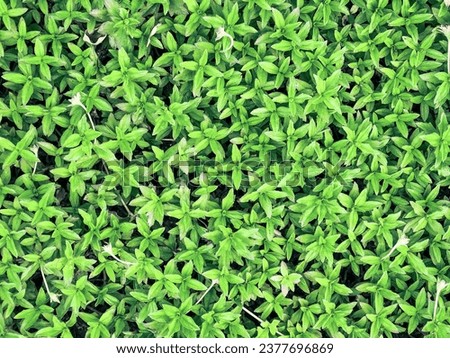 Green grass texture background Top view. grass with clover texture seamless, Ground texture with dry grass and small. Nature green grass background top view