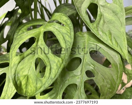 Close up image leaves of Adanson's monstera, it's wellknown in Indonesia called as "janda bolong"