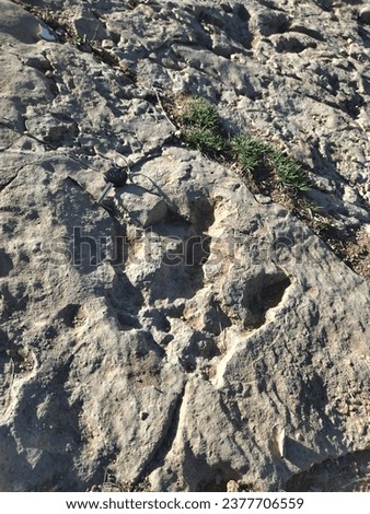 Foot prints of dinosaurs herbivore  and carnivores ait bougmaz azilal Morocco