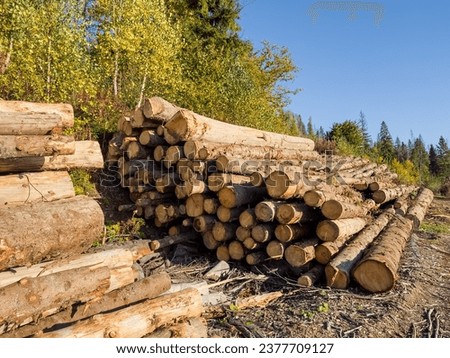 The tactile appeal of freshly cut wood. A harsh reminder of the illegal logging that plagues the Ukrainian Carpathians in the context of the Russian-Ukrainian conflict. Royalty-Free Stock Photo #2377709127