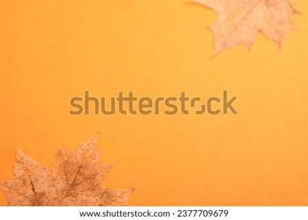 Festive autumn decor from pumpkins and dry oak leaves on orange background. Halloween or Thanksgiving postcard design. Flat lay autumn composition with copy space. Banner. Top view.