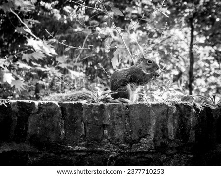 Black and white photo of a squirrel 