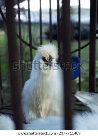 white chicken in a black cage.