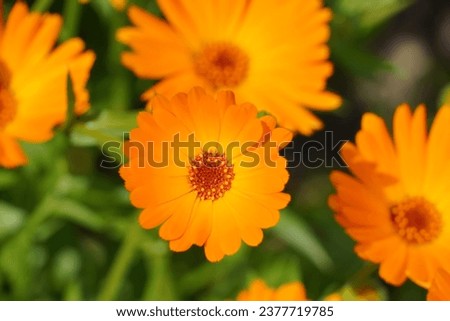 Orange calendula flowers among green grass