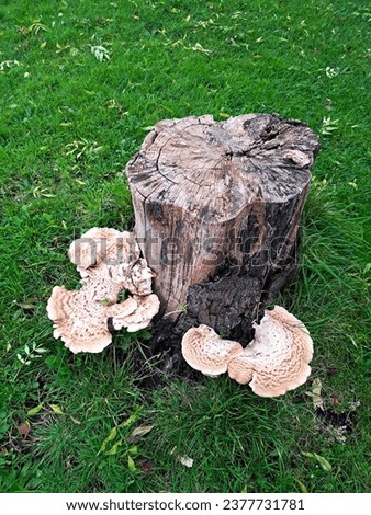 dryad's saddle mushroom on a tree stump Royalty-Free Stock Photo #2377731781