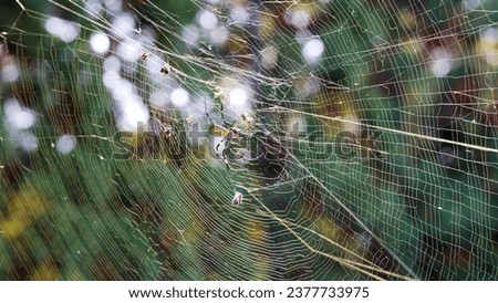 Joro Spider in large spun silk web with lots of insects trapped