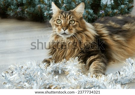 A beautiful Maine Coon cat is lying in Christmas tinsel. Christmas kitty