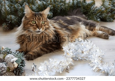 A beautiful Maine Coon cat is lying in Christmas tinsel. Christmas kitty