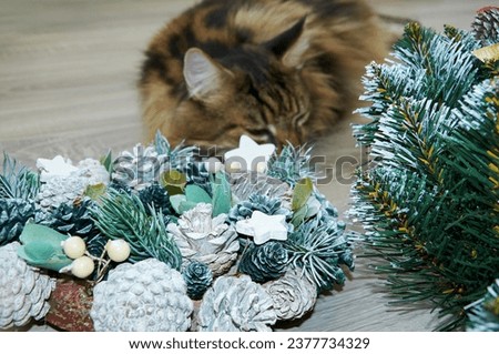 A beautiful Maine Coon cat sleeps in Christmas tinsel. Christmas kitty. Selective focus