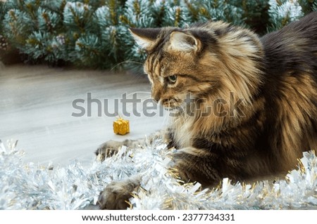 A beautiful Maine Coon cat playing in Christmas tinsel. Christmas kitty
