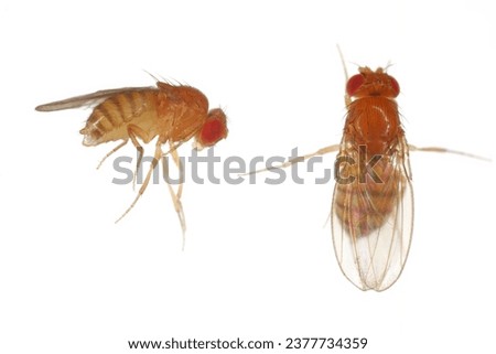 Vinegar fly, fruit fly (Drosophila melanogaster). Adult insects in various shots. Isolated on a white background. Royalty-Free Stock Photo #2377734359