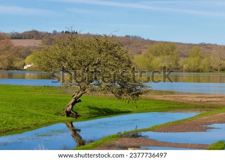 A tree in a grassy field with water under beautiful blue sky
